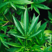 Symbolbild: Cannabis Pflanze (Unsplash)